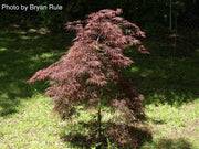 - Acer palmatum 'Ever Red' Weeping Red Japanese Maple - Mr Maple │ Buy Japanese Maple Trees