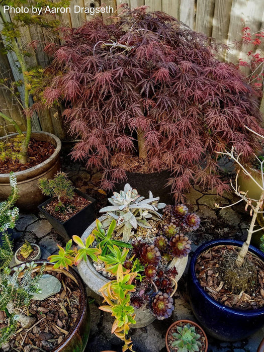 '- Acer palmatum 'Ever Red' Weeping Red Japanese Maple - Mr Maple │ Buy Japanese Maple Trees