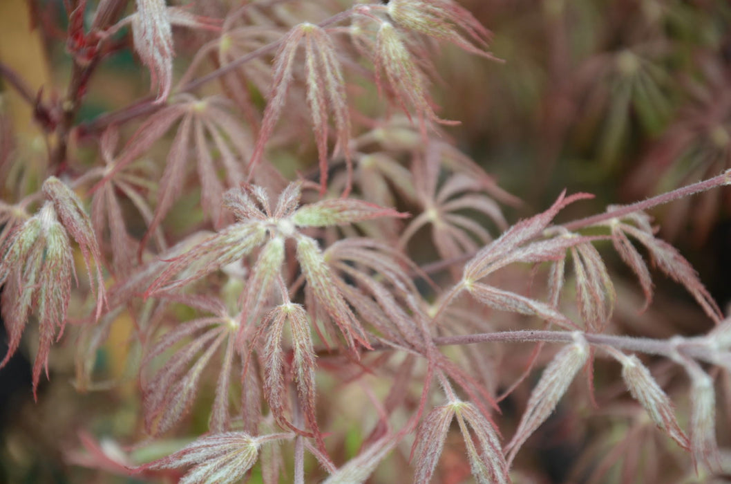 '- Acer palmatum 'Ever Red' Weeping Red Japanese Maple - Mr Maple │ Buy Japanese Maple Trees