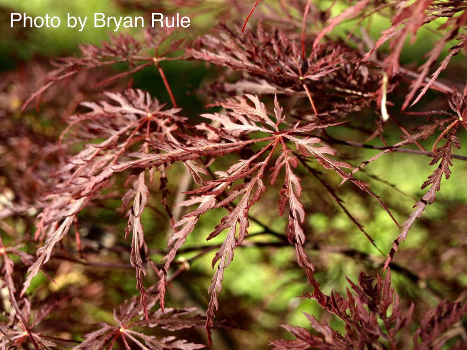 '- Acer palmatum 'Ever Red' Weeping Red Japanese Maple - Mr Maple │ Buy Japanese Maple Trees