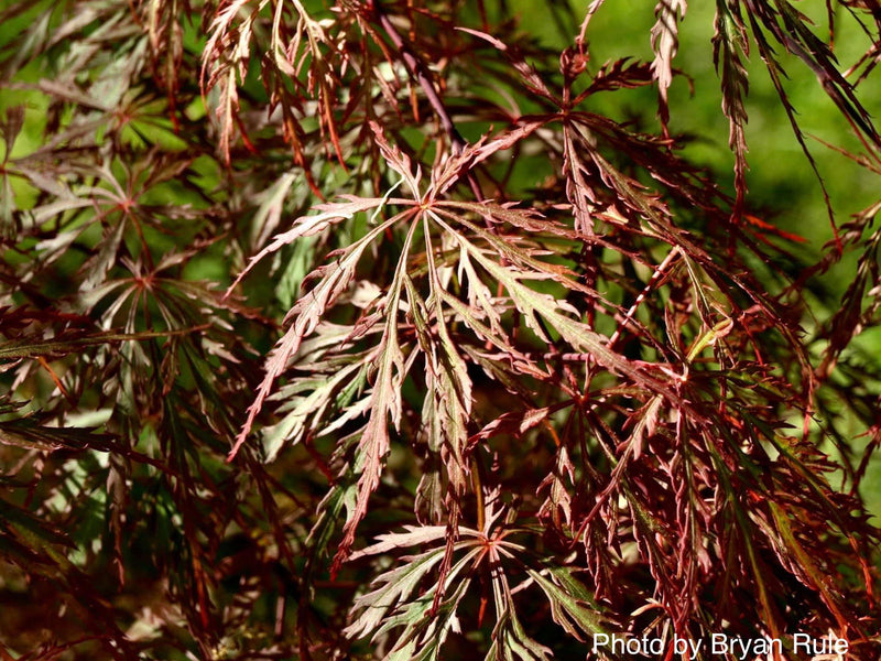 - Acer palmatum 'Ever Red' Weeping Red Japanese Maple - Mr Maple │ Buy Japanese Maple Trees
