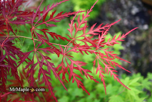 - Acer palmatum 'Eye of The Tiger' Japanese Maple - Mr Maple │ Buy Japanese Maple Trees