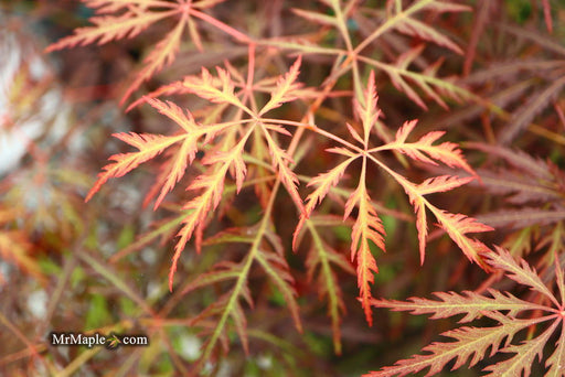 - Acer palmatum 'Eye of The Tiger' Japanese Maple - Mr Maple │ Buy Japanese Maple Trees