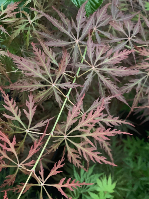 - Acer palmatum 'Eye of The Tiger' Japanese Maple - Mr Maple │ Buy Japanese Maple Trees