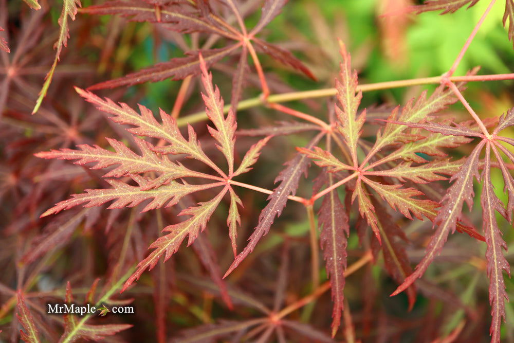 - Acer palmatum 'Eye of The Tiger' Japanese Maple - Mr Maple │ Buy Japanese Maple Trees