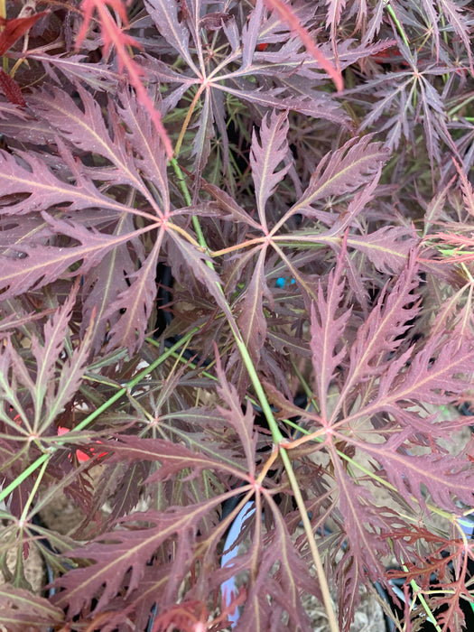 - Acer palmatum 'Eye of The Tiger' Japanese Maple - Mr Maple │ Buy Japanese Maple Trees