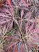 - Acer palmatum 'Eye of The Tiger' Japanese Maple - Mr Maple │ Buy Japanese Maple Trees