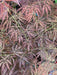 - Acer palmatum 'Eye of The Tiger' Japanese Maple - Mr Maple │ Buy Japanese Maple Trees