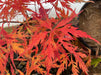 - Acer palmatum 'Eye of The Tiger' Japanese Maple - Mr Maple │ Buy Japanese Maple Trees