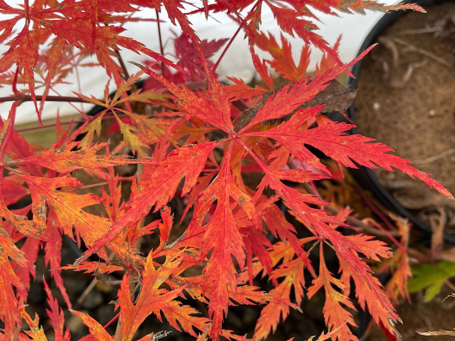 - Acer palmatum 'Eye of The Tiger' Japanese Maple - Mr Maple │ Buy Japanese Maple Trees