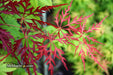 - Acer palmatum 'Eye of The Tiger' Japanese Maple - Mr Maple │ Buy Japanese Maple Trees