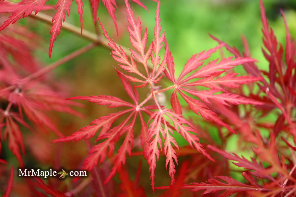 - Acer palmatum 'Eye of The Tiger' Japanese Maple - Mr Maple │ Buy Japanese Maple Trees