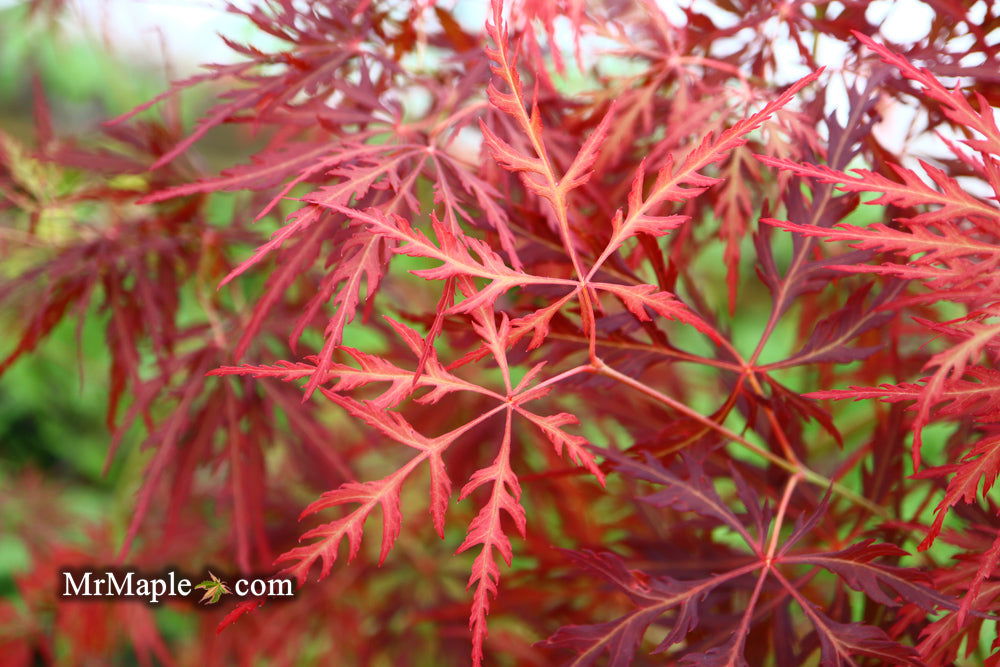 - Acer palmatum 'Eye of The Tiger' Japanese Maple - Mr Maple │ Buy Japanese Maple Trees