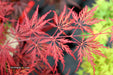 - Acer palmatum 'Eye of The Tiger' Japanese Maple - Mr Maple │ Buy Japanese Maple Trees