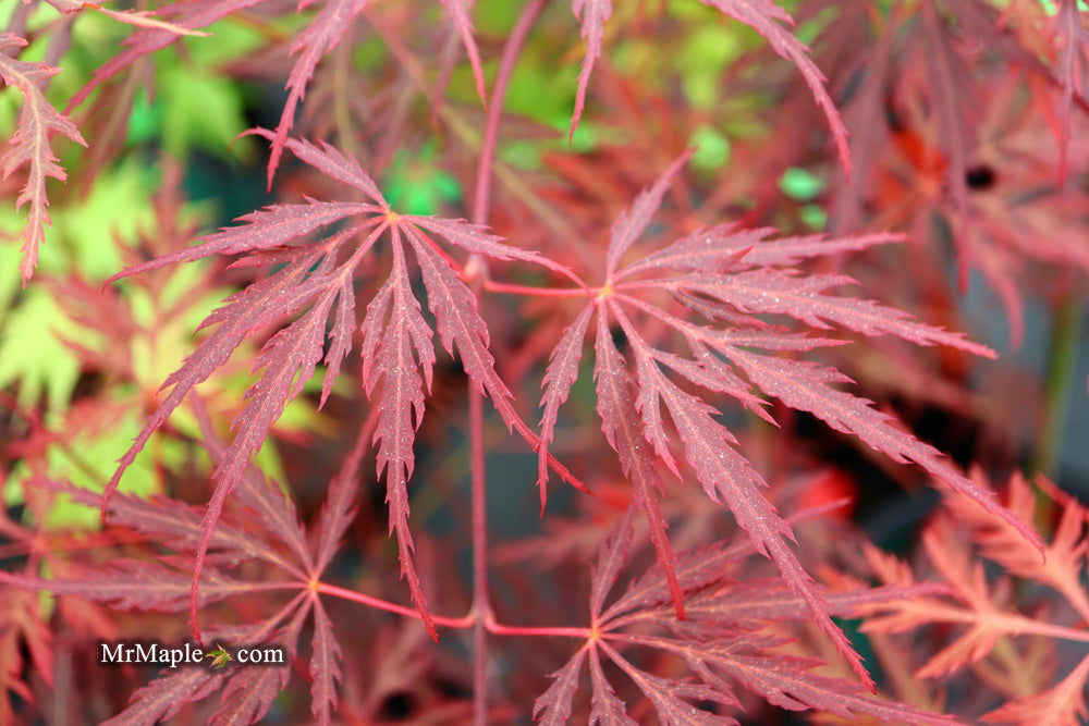 - Acer palmatum 'Eye of The Tiger' Japanese Maple - Mr Maple │ Buy Japanese Maple Trees