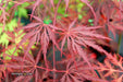 - Acer palmatum 'Eye of The Tiger' Japanese Maple - Mr Maple │ Buy Japanese Maple Trees