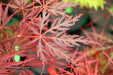 - Acer palmatum 'Eye of The Tiger' Japanese Maple - Mr Maple │ Buy Japanese Maple Trees