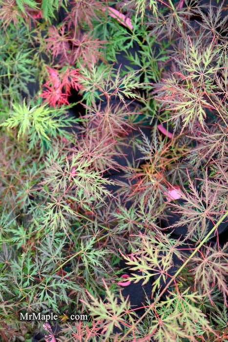 - Acer palmatum 'Eye of The Tiger' Japanese Maple - Mr Maple │ Buy Japanese Maple Trees