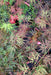 - Acer palmatum 'Eye of The Tiger' Japanese Maple - Mr Maple │ Buy Japanese Maple Trees