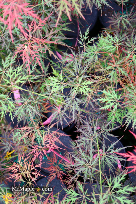 - Acer palmatum 'Eye of The Tiger' Japanese Maple - Mr Maple │ Buy Japanese Maple Trees