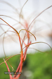 - Acer palmatum 'Fairy Hair' Rare Japanese Maple - Mr Maple │ Buy Japanese Maple Trees