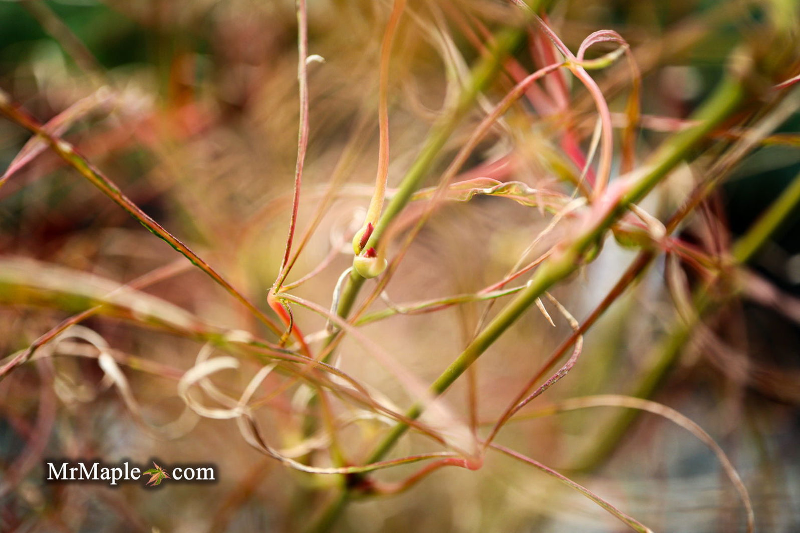 Buy Acer palmatum 'Fairy Hair' Golden Threads Japanese Maple — Mr Maple ...