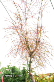 - Acer palmatum 'Fairy Hair' Rare Japanese Maple - Mr Maple │ Buy Japanese Maple Trees