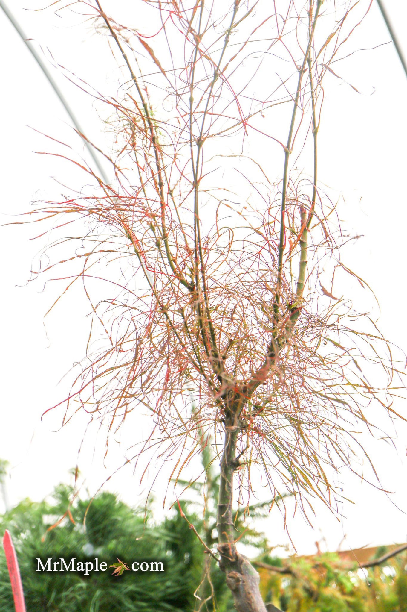 Buy Acer palmatum 'Fairy Hair' Golden Threads Japanese Maple — Mr Maple ...