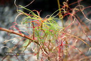 - Acer palmatum 'Fairy Hair' Rare Japanese Maple - Mr Maple │ Buy Japanese Maple Trees