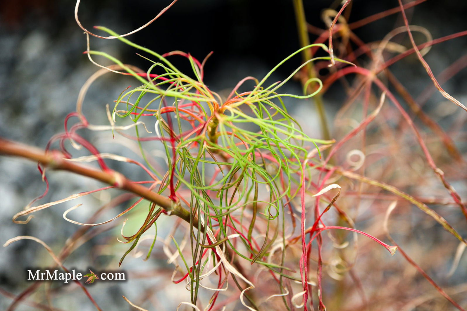 Buy Acer palmatum 'Fairy Hair' Golden Threads Japanese Maple — Mr Maple ...