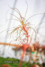 - Acer palmatum 'Fairy Hair' Rare Japanese Maple - Mr Maple │ Buy Japanese Maple Trees