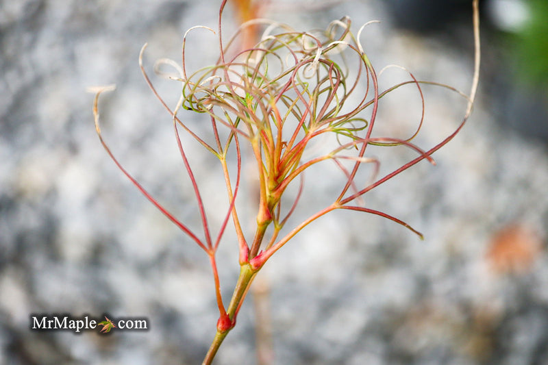 - Acer palmatum 'Fairy Hair' Rare Japanese Maple - Mr Maple │ Buy Japanese Maple Trees