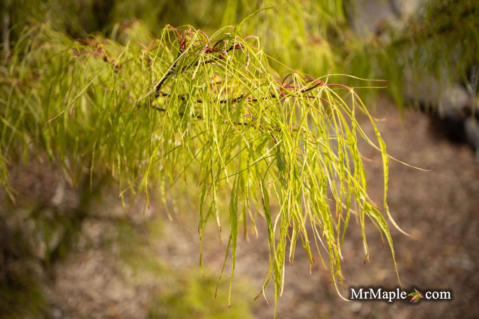 Buy Acer palmatum 'Fairy Hair' Golden Threads Japanese Maple — Mr Maple ...
