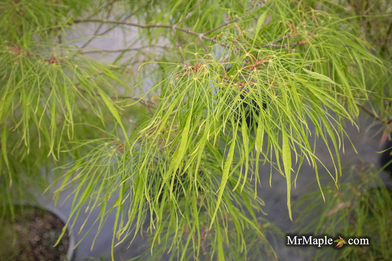 - Acer palmatum 'Fairy Hair' Rare Japanese Maple - Mr Maple │ Buy Japanese Maple Trees