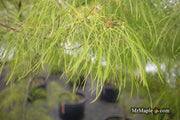 - Acer palmatum 'Fairy Hair' Rare Japanese Maple - Mr Maple │ Buy Japanese Maple Trees