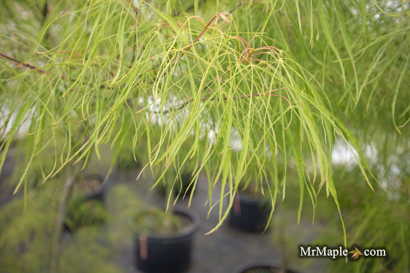 - Acer palmatum 'Fairy Hair' Rare Japanese Maple - Mr Maple │ Buy Japanese Maple Trees