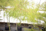 - Acer palmatum 'Fairy Hair' Rare Japanese Maple - Mr Maple │ Buy Japanese Maple Trees