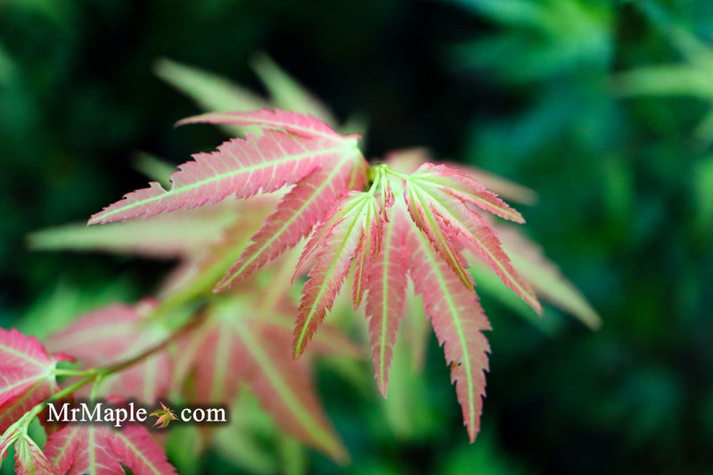 - Acer palmatum 'Fall Red Tips' Japanese Maple - Mr Maple │ Buy Japanese Maple Trees