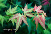 - Acer palmatum 'Fall Red Tips' Japanese Maple - Mr Maple │ Buy Japanese Maple Trees