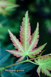 - Acer palmatum 'Fall Red Tips' Japanese Maple - Mr Maple │ Buy Japanese Maple Trees