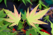 - Acer palmatum 'Fall Red Tips' Japanese Maple - Mr Maple │ Buy Japanese Maple Trees