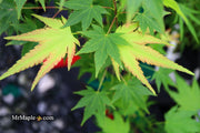 - Acer palmatum 'Fall Red Tips' Japanese Maple - Mr Maple │ Buy Japanese Maple Trees