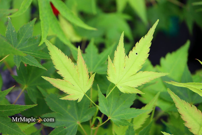 - Acer palmatum 'Fall Red Tips' Japanese Maple - Mr Maple │ Buy Japanese Maple Trees