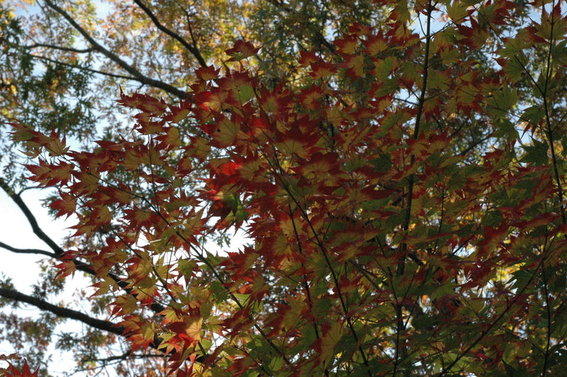 - Acer palmatum 'Fall Red Tips' Japanese Maple - Mr Maple │ Buy Japanese Maple Trees