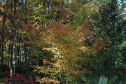 - Acer palmatum 'Fall Red Tips' Japanese Maple - Mr Maple │ Buy Japanese Maple Trees
