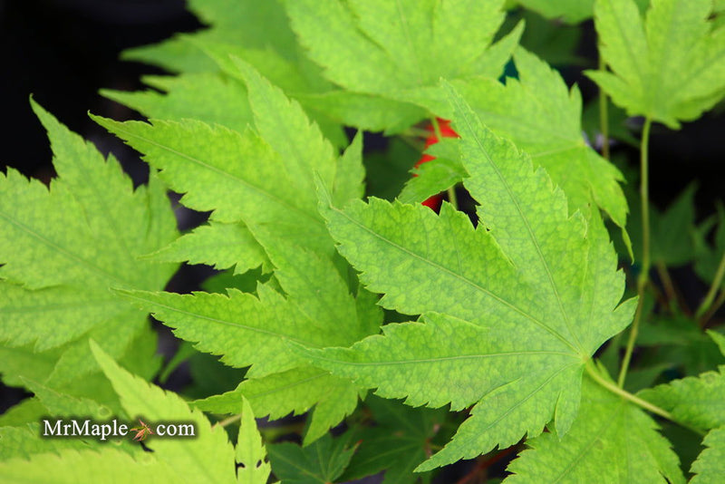 - Acer palmatum 'Fall Red Tips' Japanese Maple - Mr Maple │ Buy Japanese Maple Trees