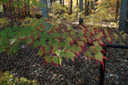 - Acer palmatum 'Fall Red Tips' Japanese Maple - Mr Maple │ Buy Japanese Maple Trees