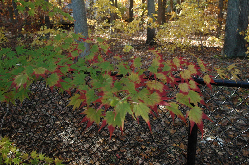 - Acer palmatum 'Fall Red Tips' Japanese Maple - Mr Maple │ Buy Japanese Maple Trees