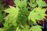 - Acer palmatum 'Fall Red Tips' Japanese Maple - Mr Maple │ Buy Japanese Maple Trees