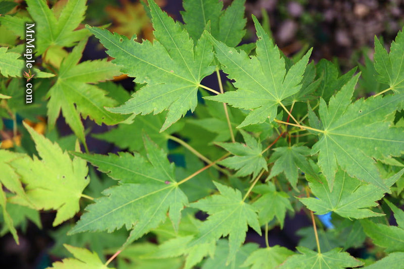 - Acer palmatum 'Fall Red Tips' Japanese Maple - Mr Maple │ Buy Japanese Maple Trees